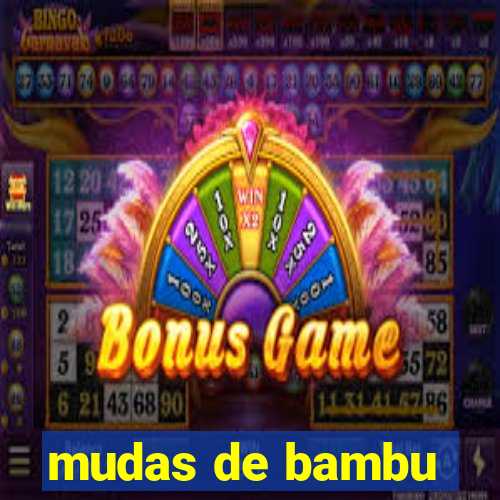 mudas de bambu